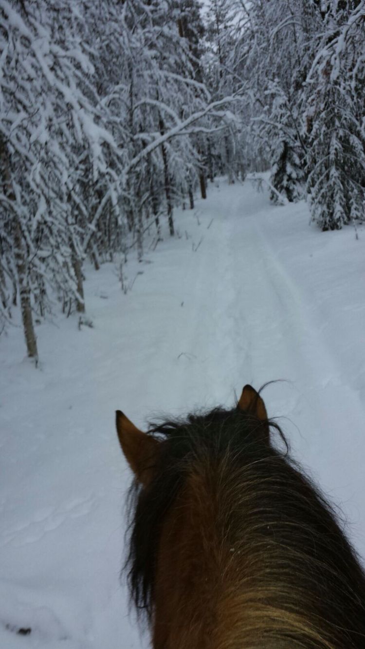  Pferde Im Schnee Hintergrundbild 750x1334. Pin auf Winter