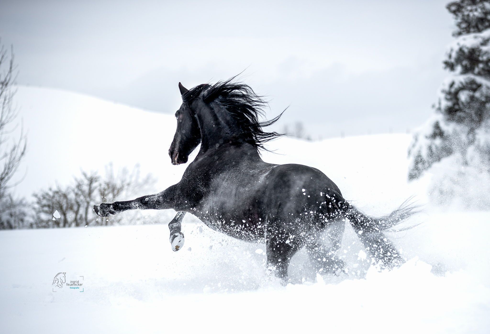  Pferde Im Schnee Hintergrundbild 2048x1397. Pferd galoppiert im Schnee. Pferde fotografie, Pferdefotografie, Friesenpferde