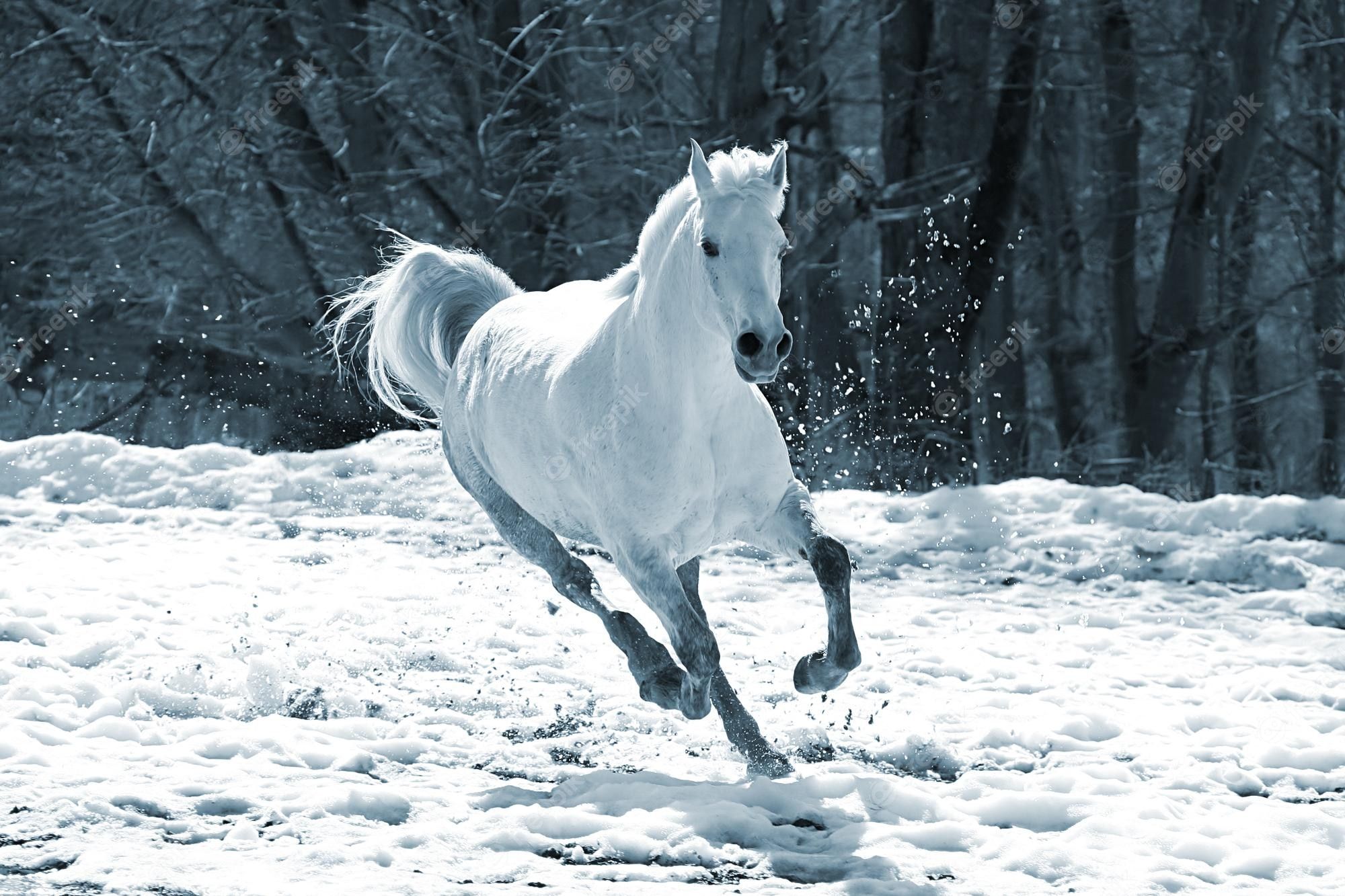  Pferde Im Schnee Hintergrundbild 2000x1333. Fotos Winter, Über 68.000 hochqualitative kostenlose Stockfotos