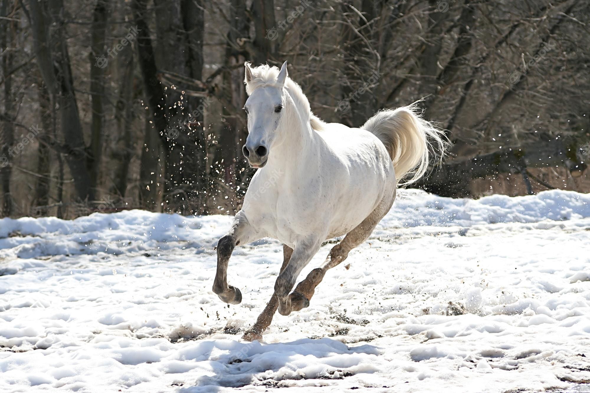  Pferde Im Schnee Hintergrundbild 2000x1333. Pferd Im Schnee Bilder Download auf Freepik