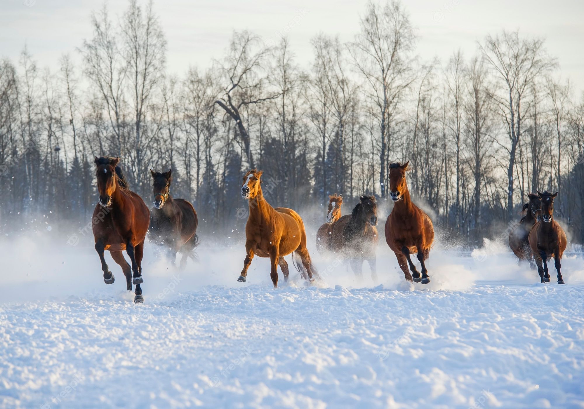  Pferde Im Schnee Hintergrundbild 2000x1401. Seite 3. Pferd Im Schnee Bilder Download auf Freepik