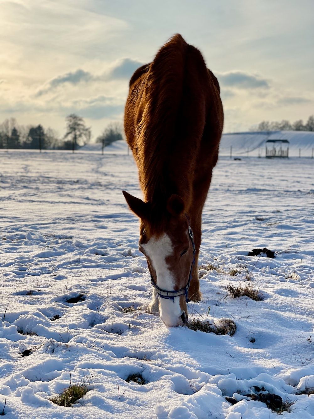  Pferde Im Schnee Hintergrundbild 1000x1333. Foto zum Thema Braunes Pferd tagsüber auf schneebedecktem Boden