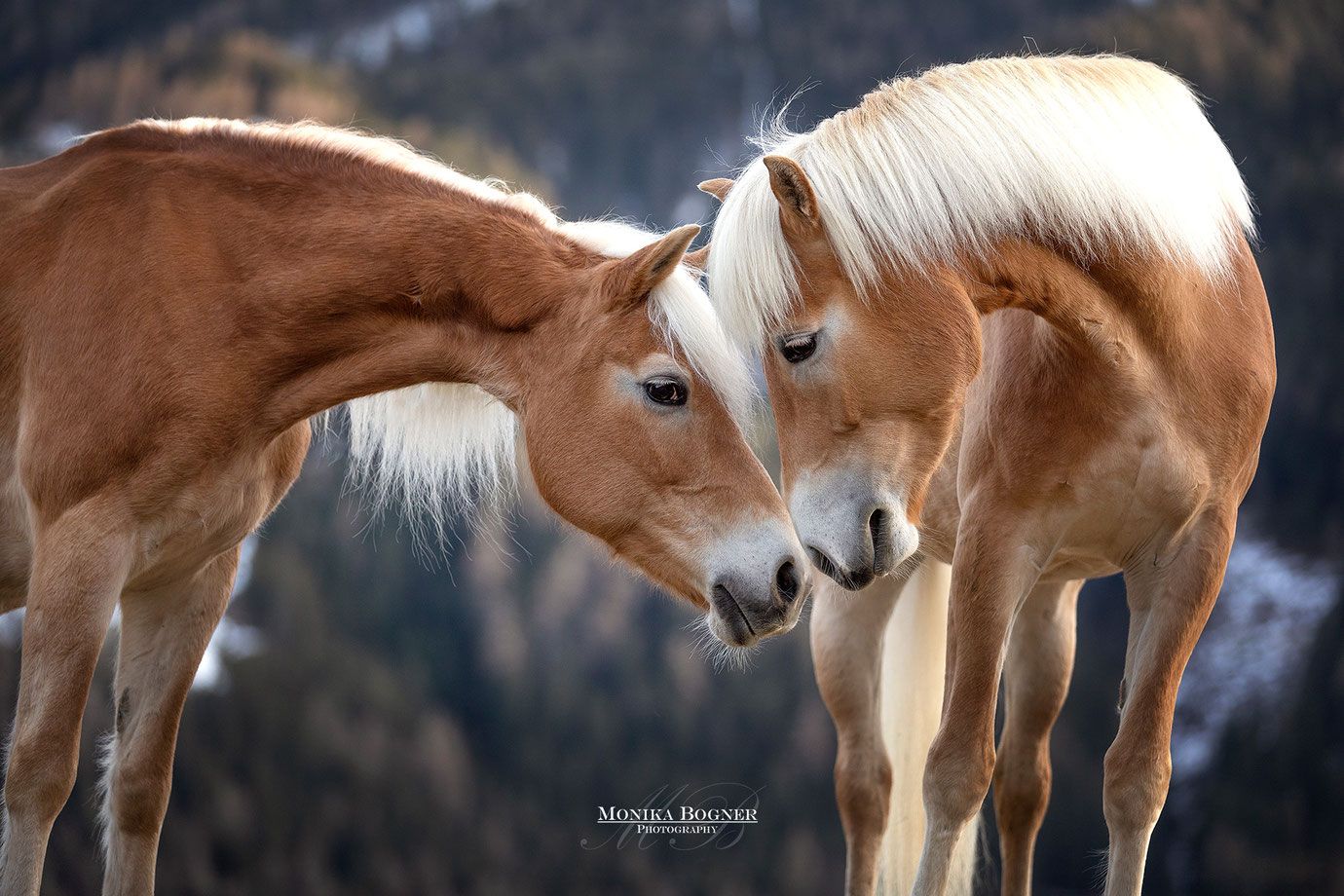  Pferde Im Schnee Hintergrundbild 1380x920. Pferde in der Natur Bogner Photography
