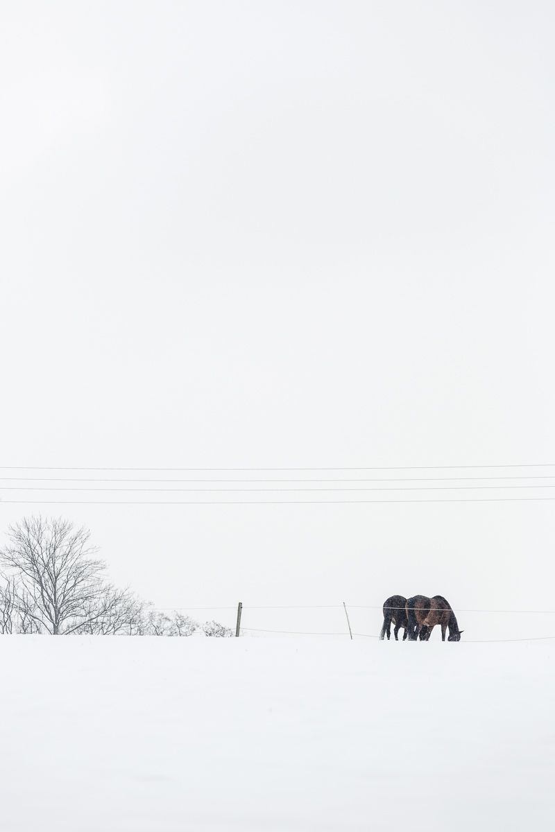  Pferde Im Schnee Hintergrundbild 800x1200. Schnaubedes Schneegestöber