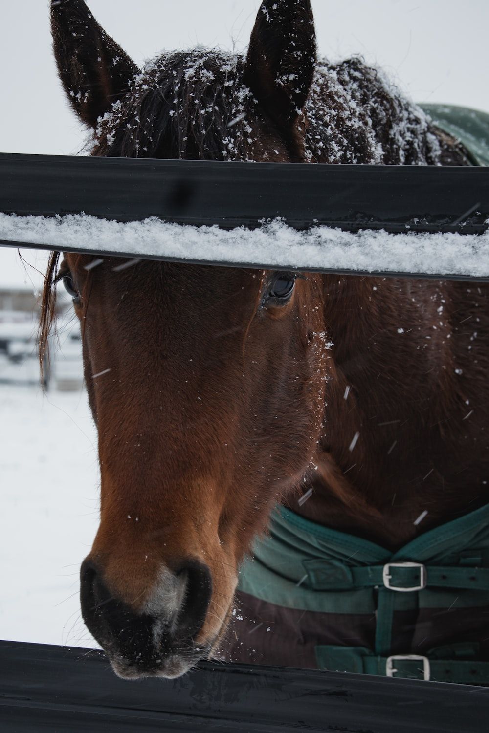  Pferde Im Schnee Hintergrundbild 1000x1500. Foto Zum Thema Ein Braun Weißes Pferd Steht Im Schnee