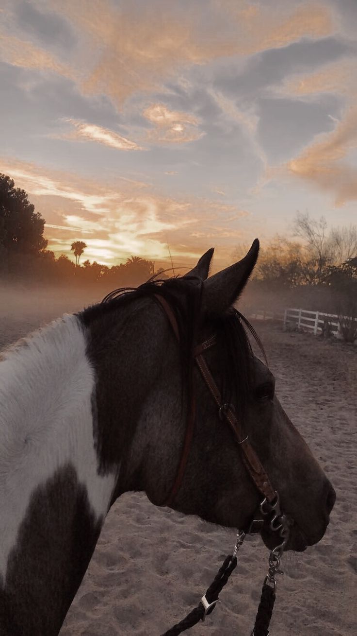  Hauspferd Hintergrundbild 736x1309. Pin di MaKenna su Horses. Foto di cavalli, Fotografie di cavalli, Cavalli bellissimi