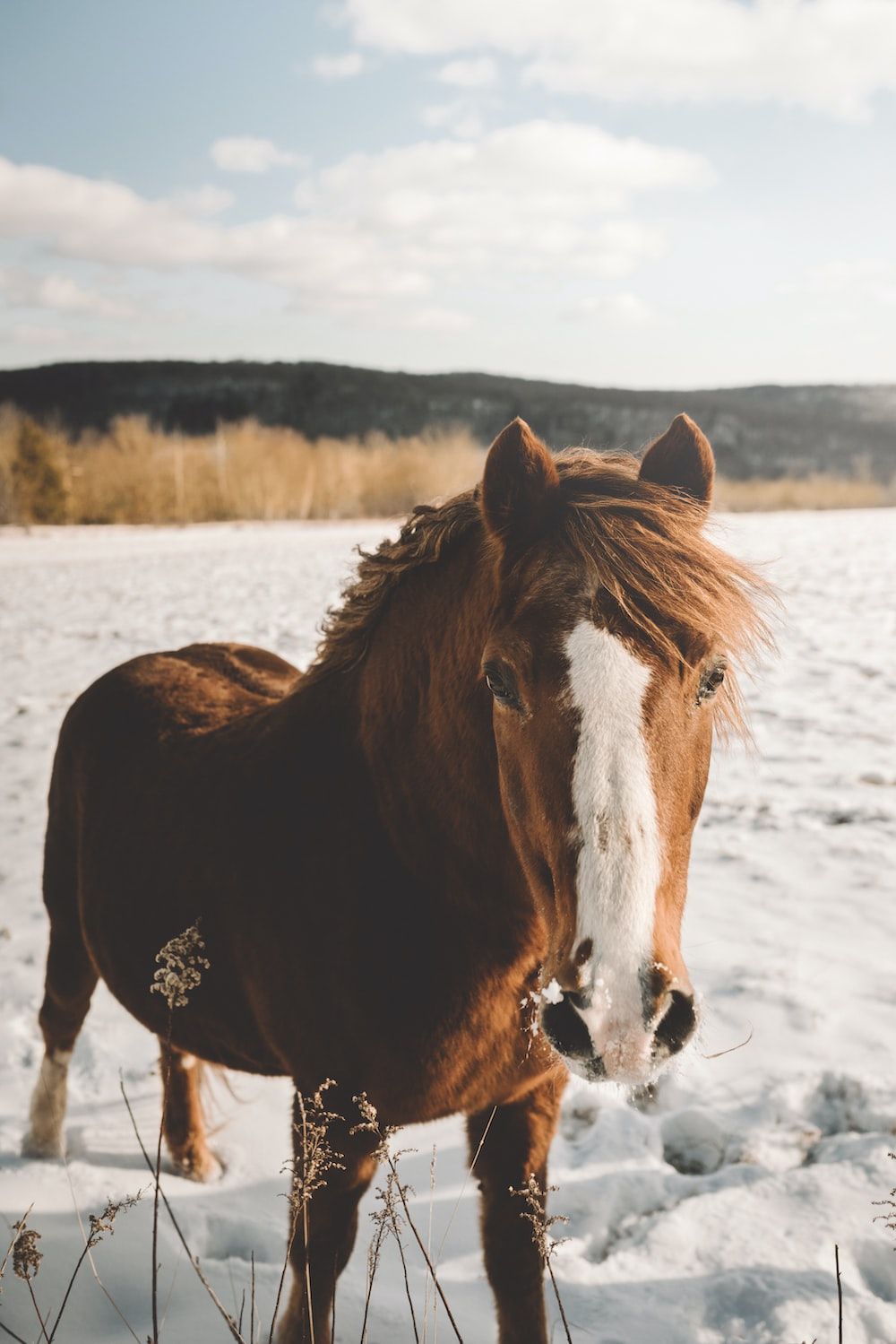  Pferde Im Schnee Hintergrundbild 1000x1499. Foto zum Thema 낮 동안 눈 위에 서 있는 갈색과 흰색 말