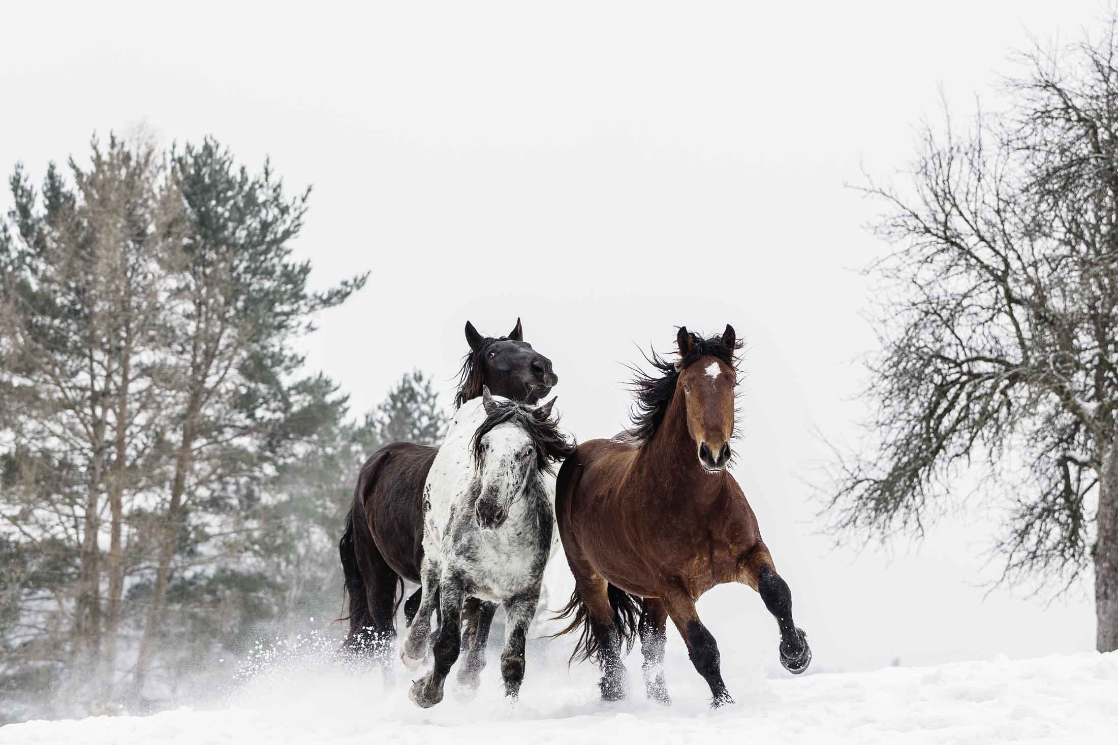  Pferde Im Schnee Hintergrundbild 2200x1467. Schnaubedes Schneegestöber