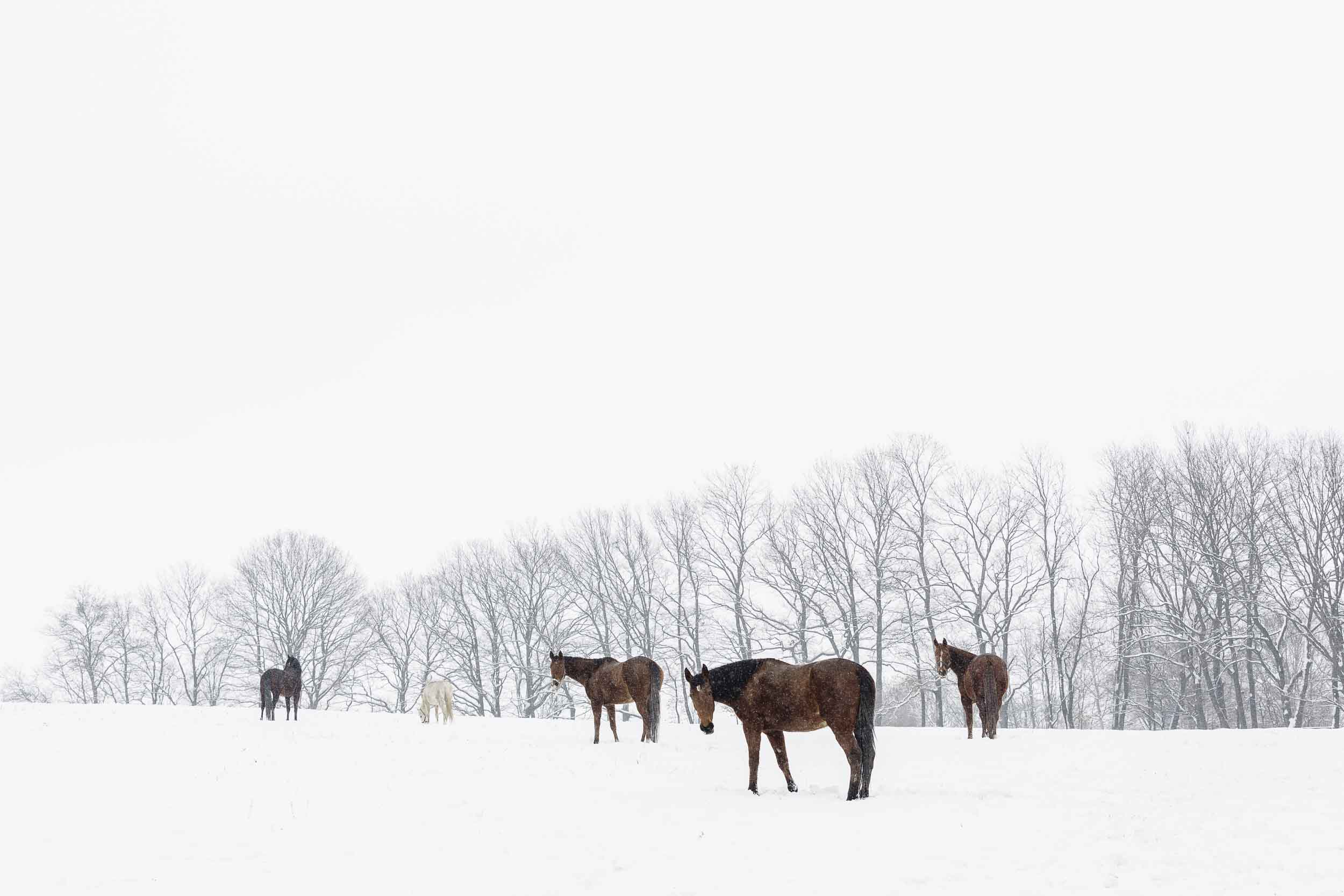  Pferde Im Schnee Hintergrundbild 2500x1667. Schnaubedes Schneegestöber