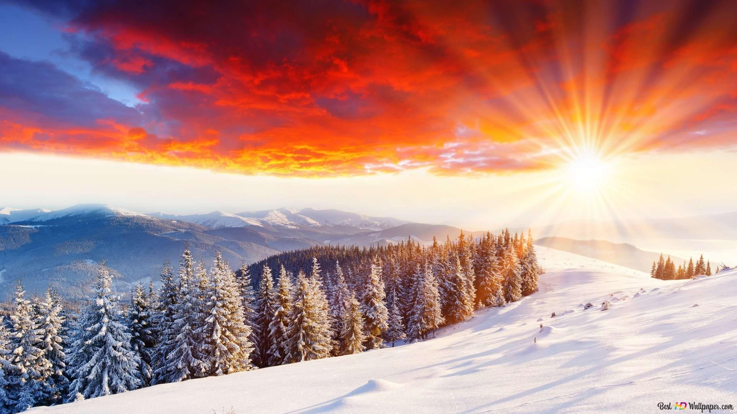  Winterwald Hintergrundbild 2560x1440. Sonnenaufgang im Winterwald 2K Hintergrundbild herunterladen