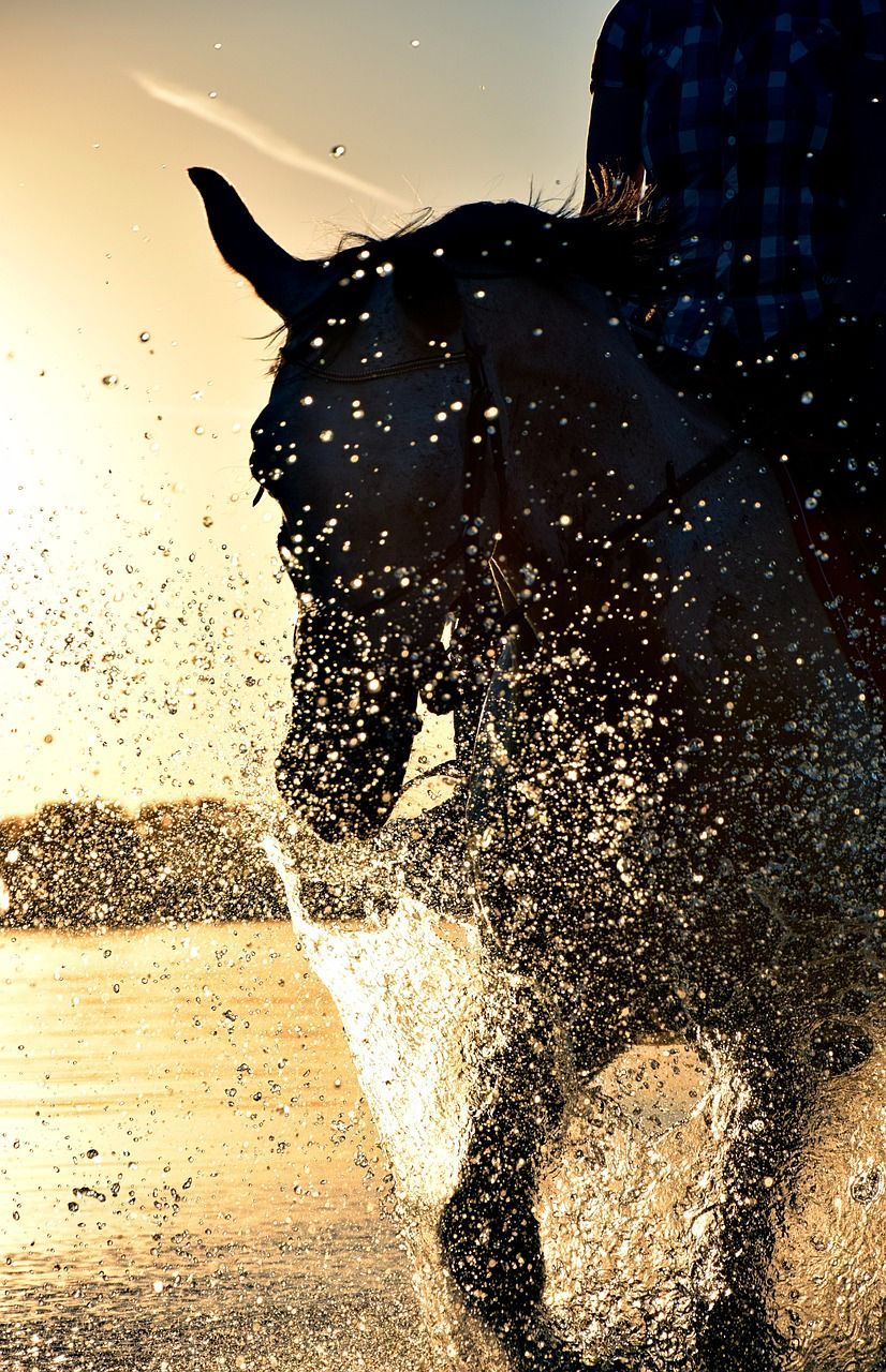  Hauspferd Hintergrundbild 826x1280. Reiten Wasser Pferd Foto auf Pixabay