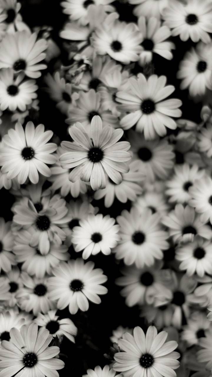  Blumen Schwarz Weiß Hintergrundbild 720x1280. Flowers. Black wallpaper iphone dark, White iphone background, Black and white background