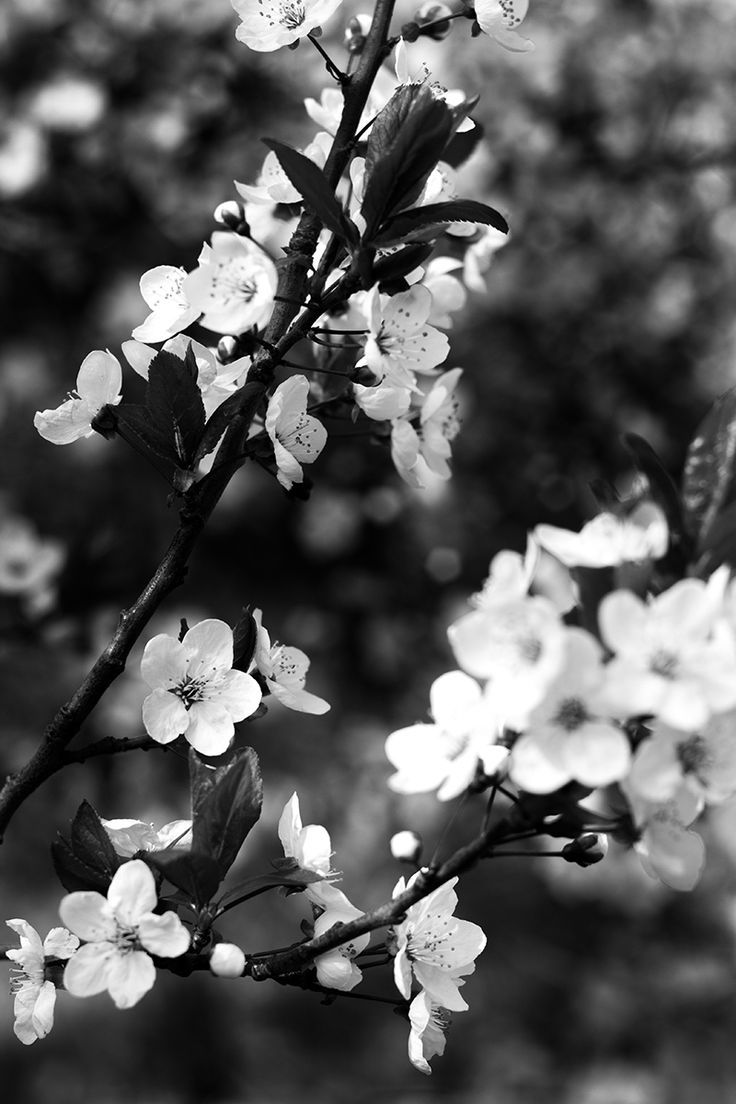  Blumen Schwarz Weiß Hintergrundbild 736x1104. Black And White Photography (Schwarz Weiß Fotografie) © Tim Münnig. Fotografie Blumen, Weiße Fotografie, Schwarzweiß Fotografie
