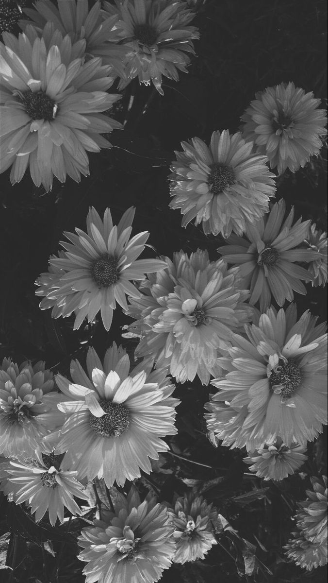  Blumen Schwarz Weiß Hintergrundbild 676x1200. Black Aesthetic