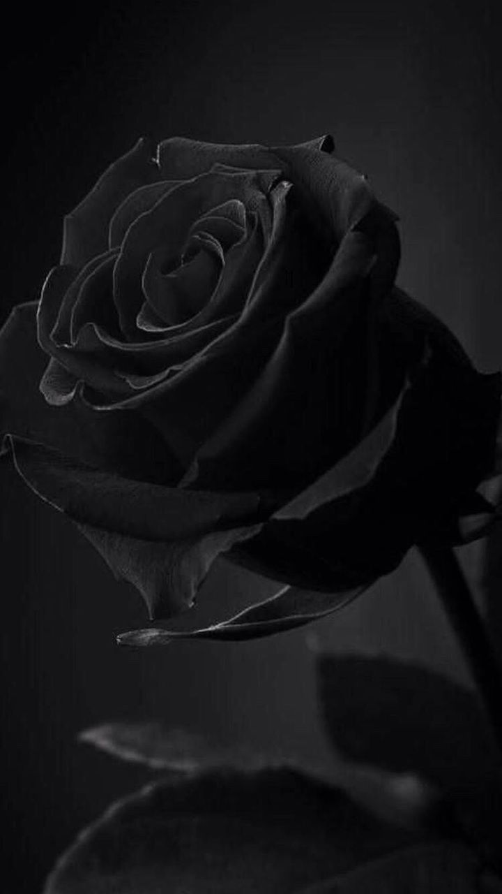  Blumen Schwarz Weiß Hintergrundbild 720x1280. Discover and share the most beautiful image from around the world. Aesthetic roses, Black aesthetic wallpaper, Black roses wallpaper