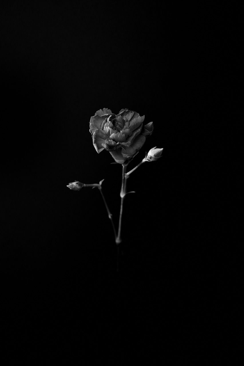  Blumen Schwarz Weiß Hintergrundbild 853x1280. Blumen Pflanze Schwarz Und Weiß Foto auf Pixabay