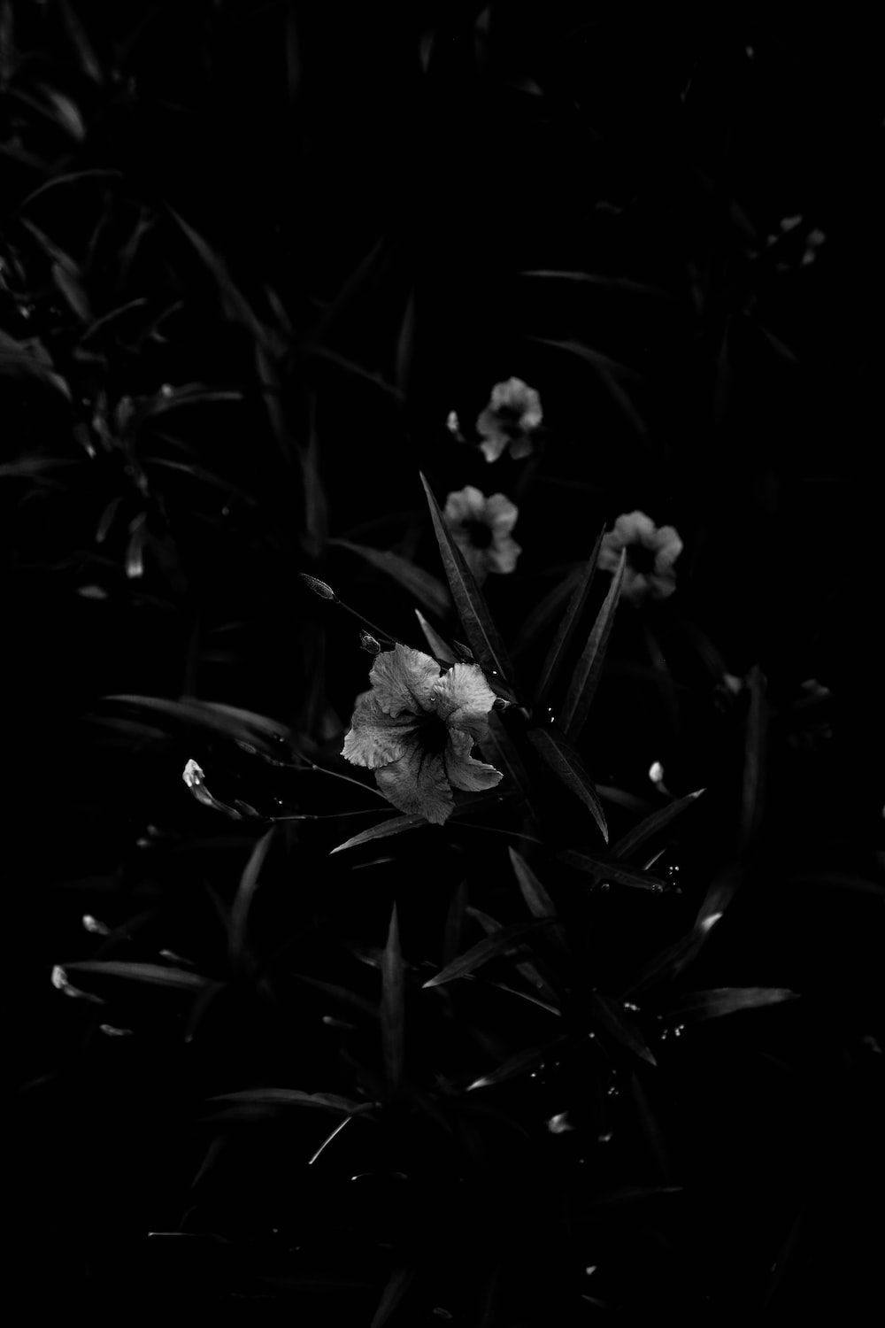  Blumen Schwarz Weiß Hintergrundbild 1000x1500. Foto Zum Thema Ein Schwarz Weiß Foto Von Einigen Blumen