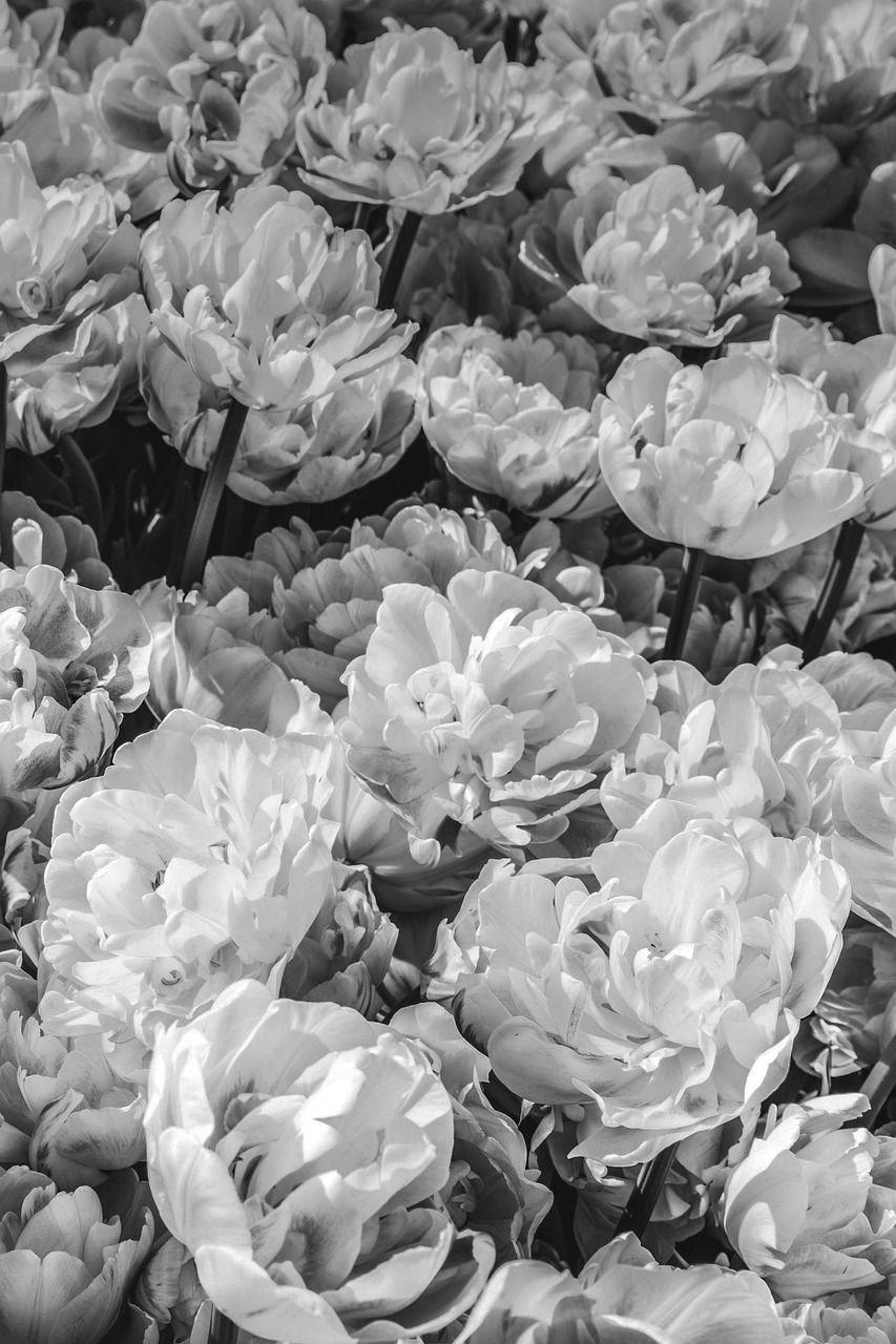  Blumen Schwarz Weiß Hintergrundbild 853x1280. Blumen Schwarz Und Weiß Foto auf Pixabay