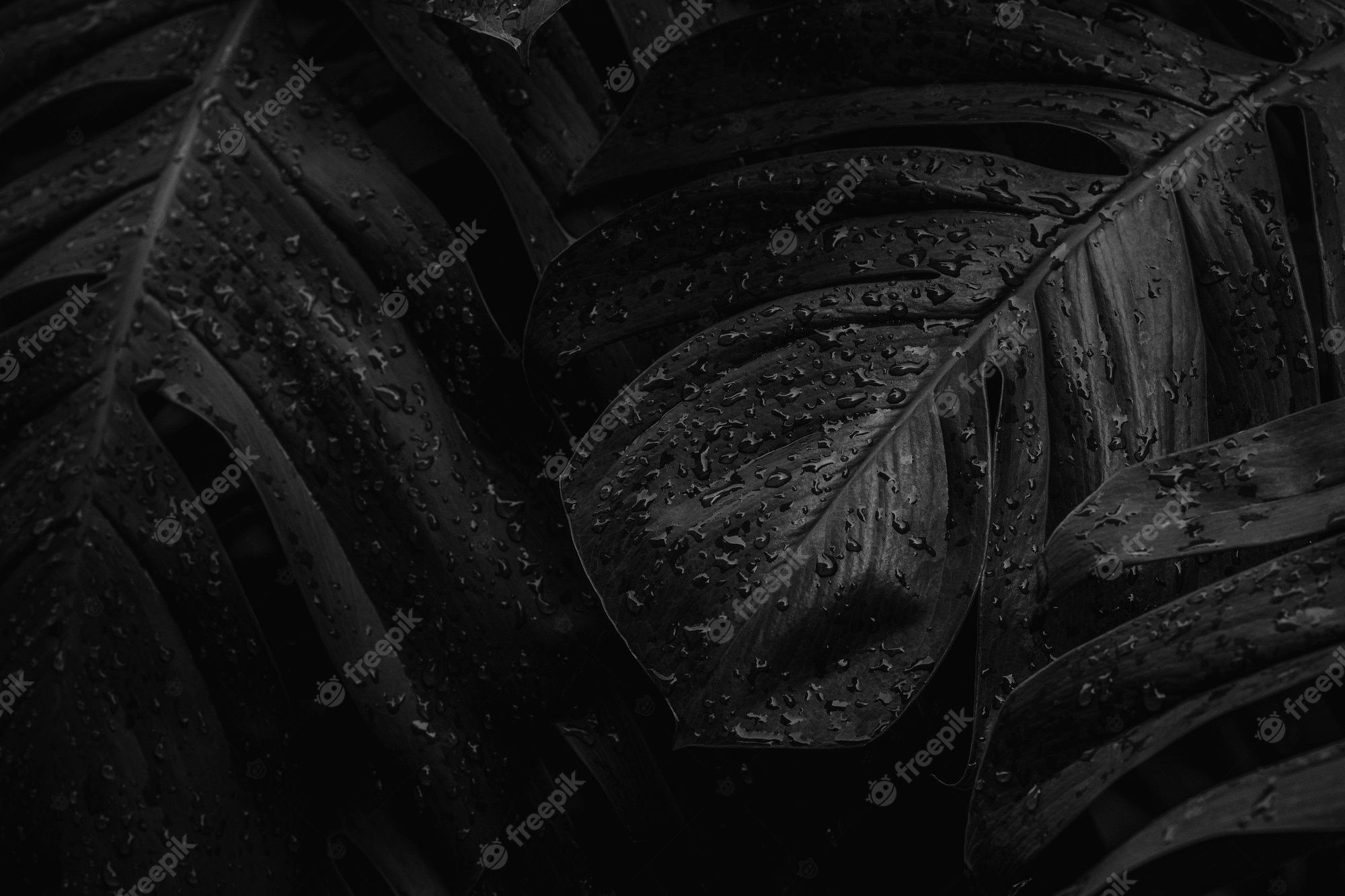  Blumen Schwarz Weiß Hintergrundbild 2000x1333. Schwarzer Hintergrund 4k Bilder Download auf Freepik