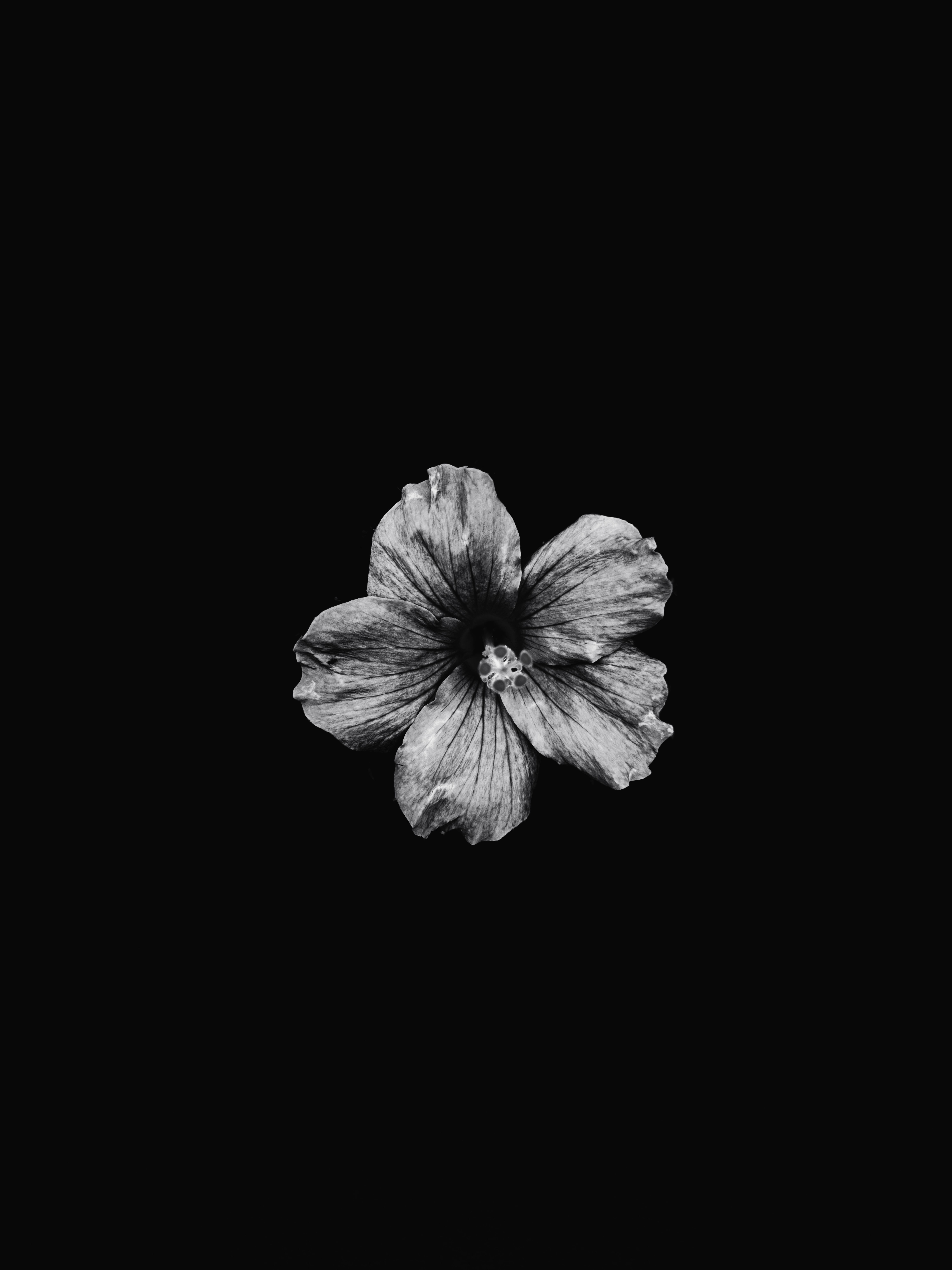  Blumen Schwarz Weiß Hintergrundbild 6000x8000. Weiße Und Schwarze Blumenillustration · Kostenloses Stock Foto