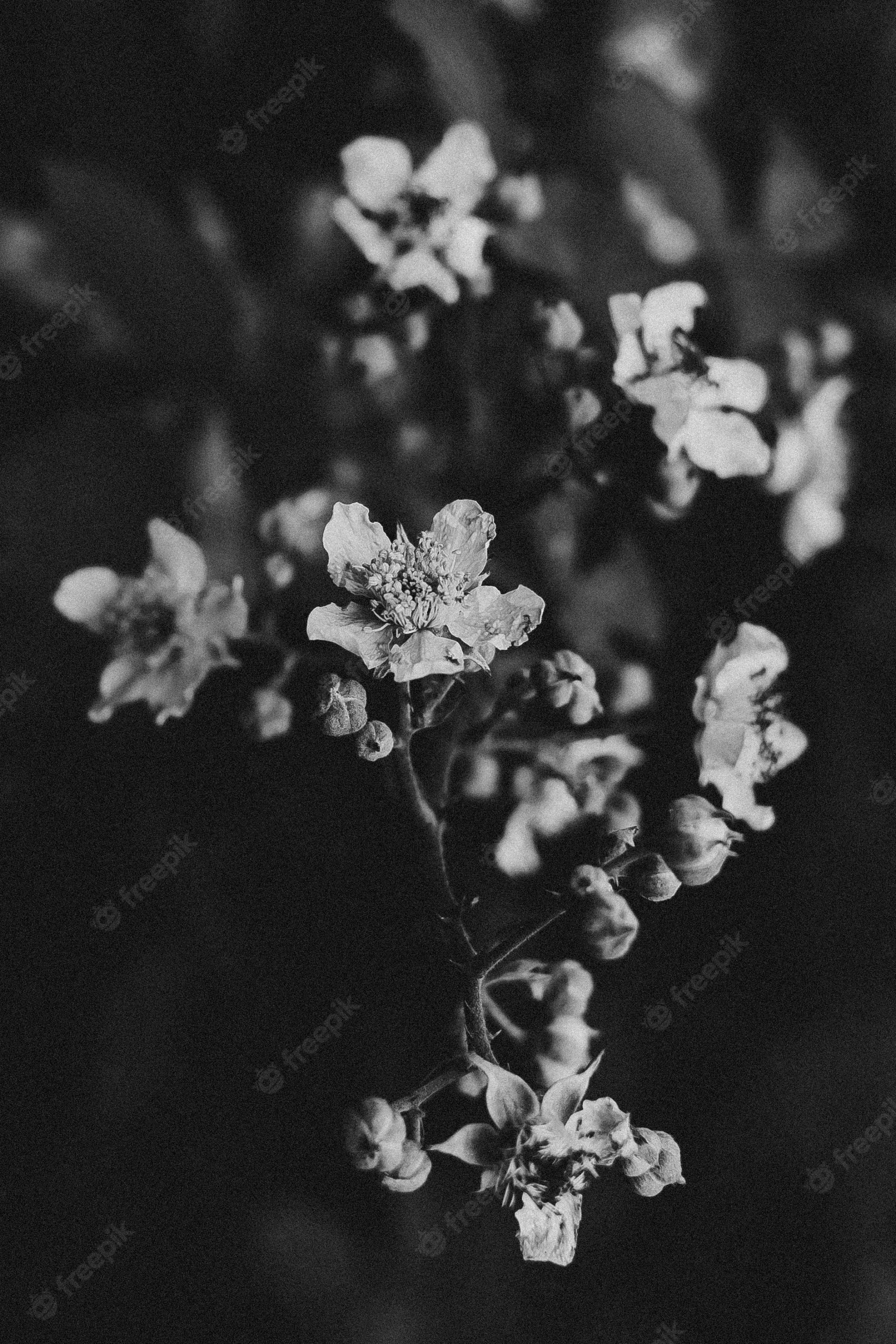  Blumen Schwarz Weiß Hintergrundbild 2000x3000. Seite 4. Blume Dunkel Bilder Download auf Freepik