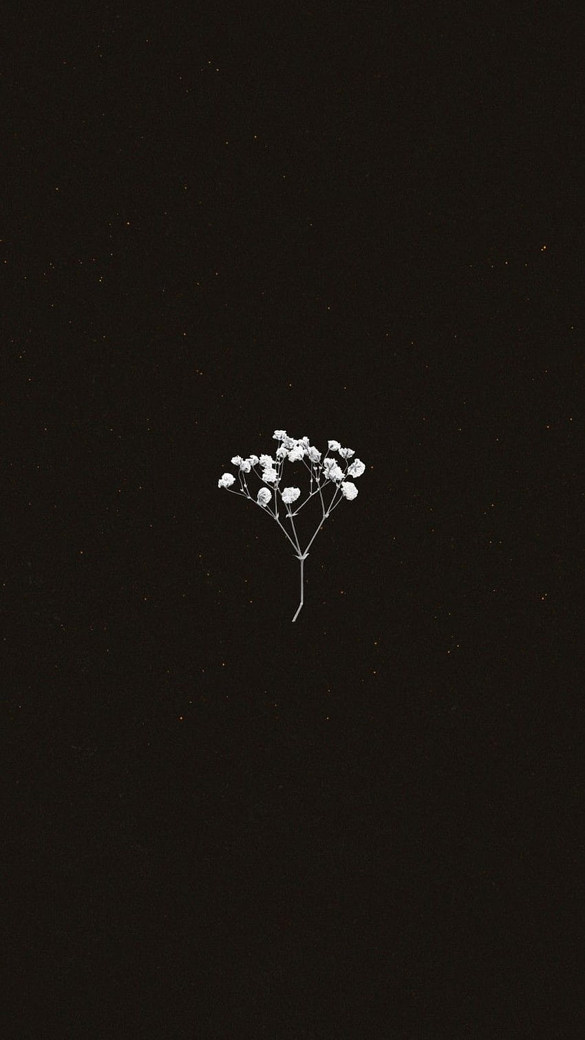  Blumen Schwarz Weiß Hintergrundbild 850x1511. Blume Niedliche Einfache Minimalistische [900x1600] Für Ihr Handy Und Tablet, Schwarze ästhetische Blumen HD Handy Hintergrundbild