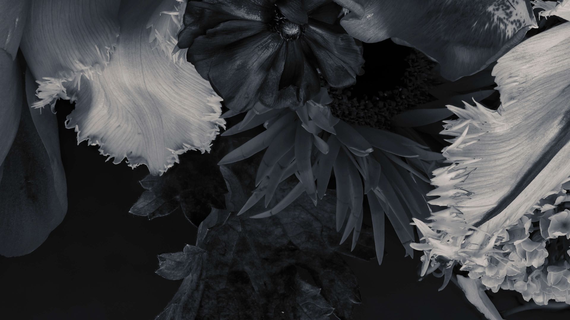  Blumen Schwarz Weiß Hintergrundbild 1920x1080. Fototapete Blumen in Schwarz und Weiß