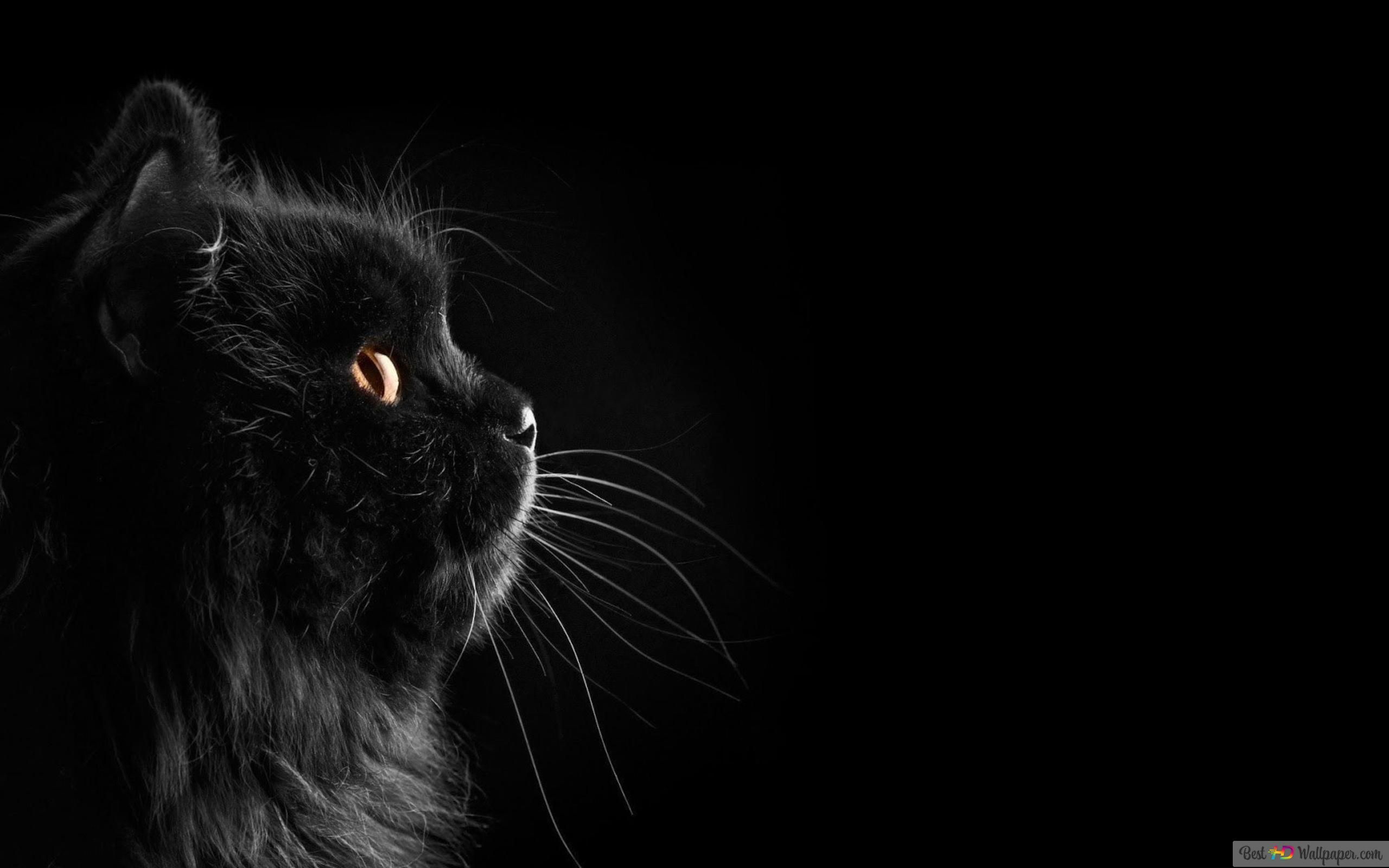 Schwarz Hintergrundbild 2560x1600. Schwarzer Hintergrund schwarze Katze 4K Hintergrundbild herunterladen