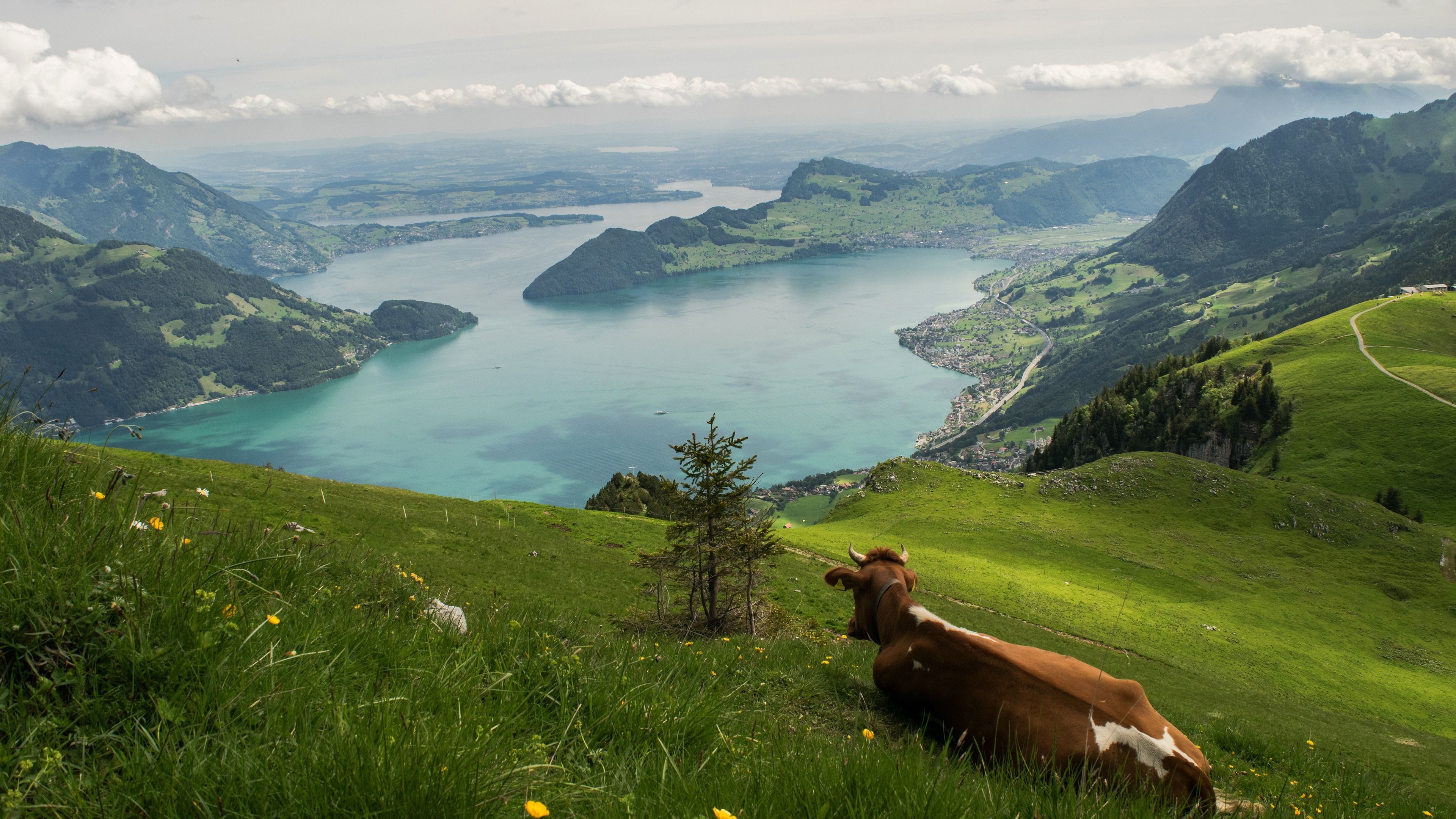  Schweiz Hintergrundbild 3840x2160. Schweiz, Fluss, Berge, Hang, Kuh 3840x2160 UHD 4K Hintergrundbilder, HD, Bild