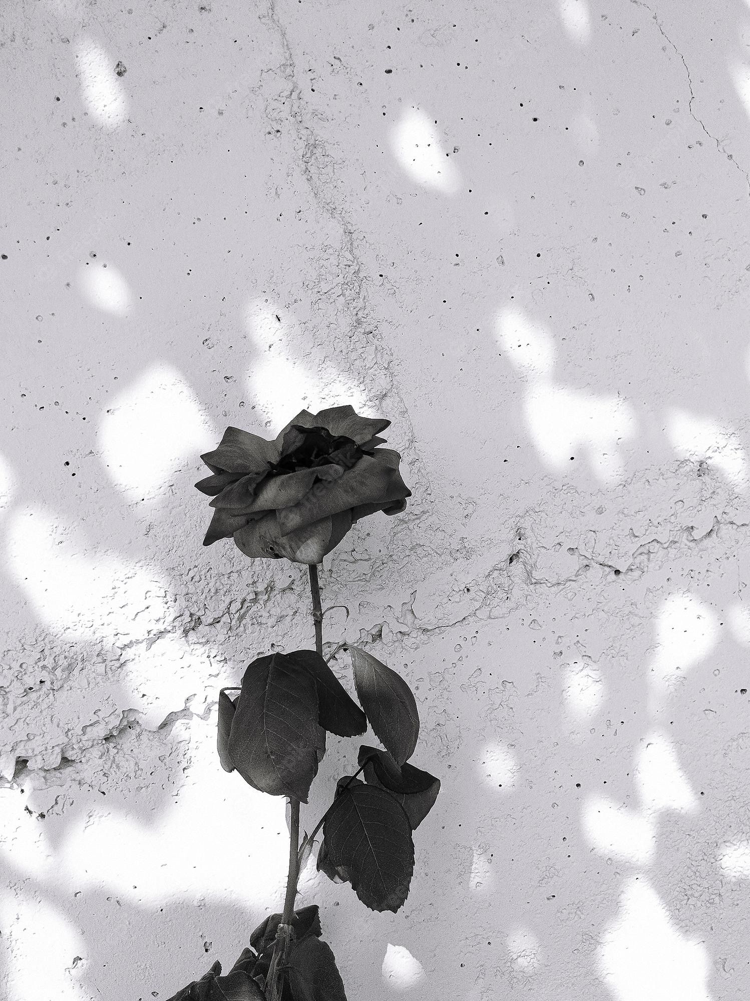  Grau Hintergrundbild 1498x2000. Stilvolle naturtapete rosen und sonnenschatten minimalistische ästhetik