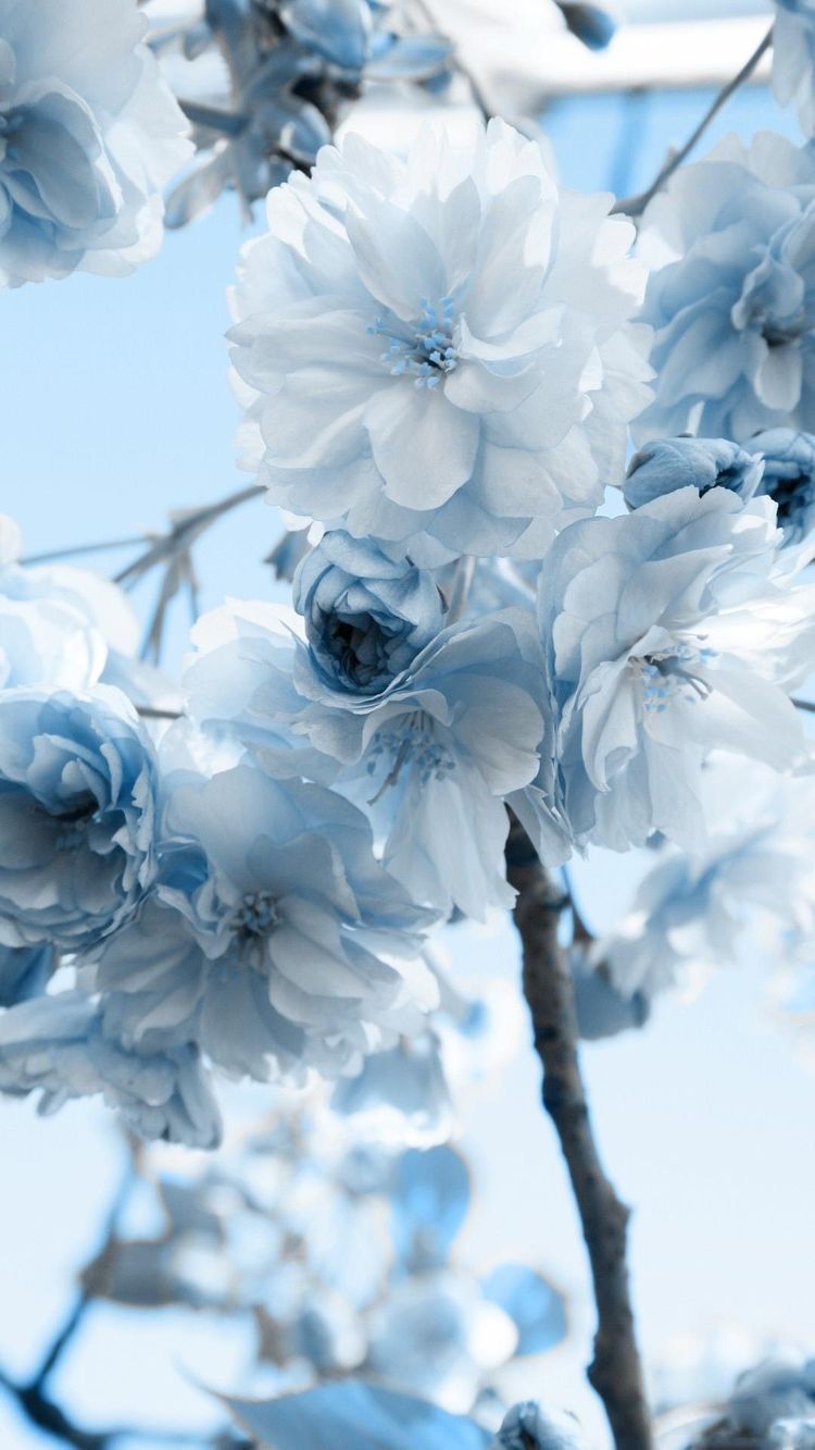  Blumen Blau Hintergrundbild 750x1333. Nsakthivel on FLOWER. Blue flower wallpaper, Blue aesthetic pastel, Light blue aesthetic