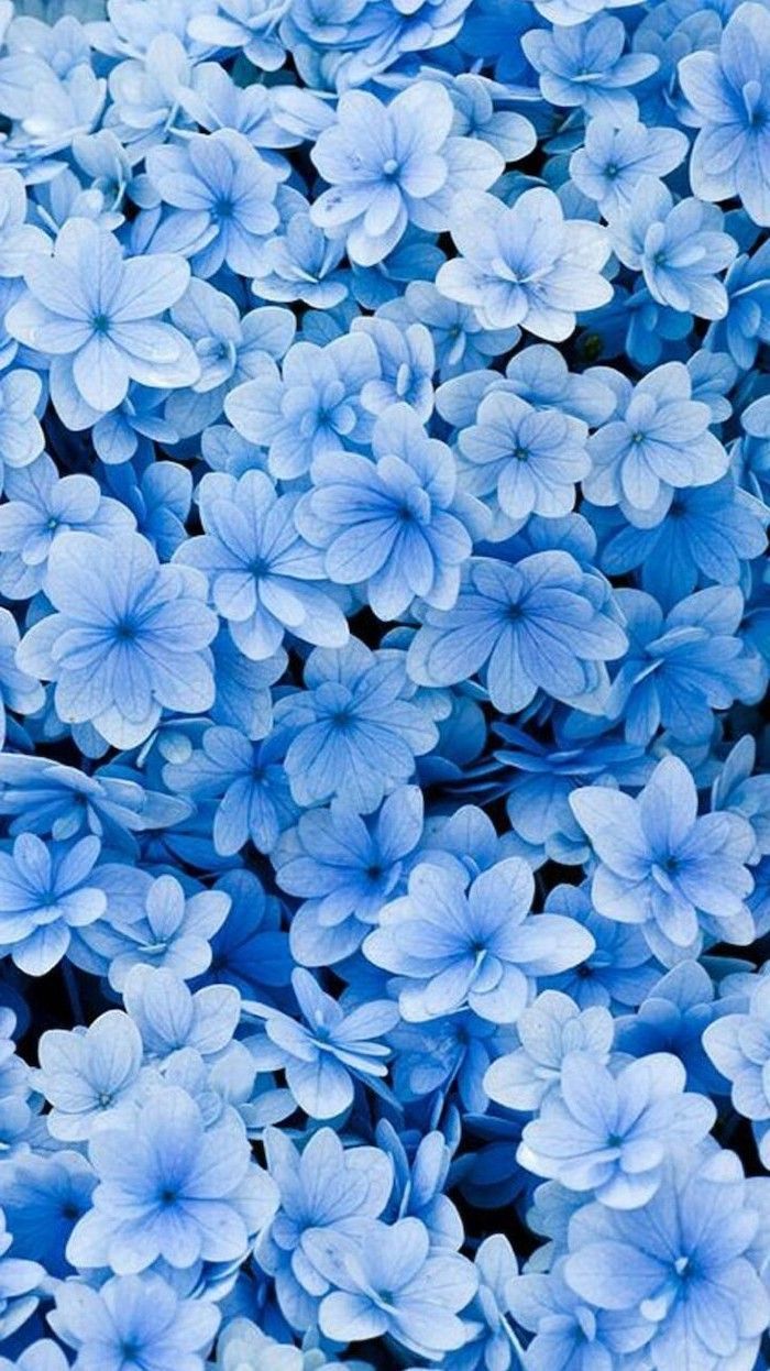  Blumen Blau Hintergrundbild 700x1246. Épinglé sur Lifestyle