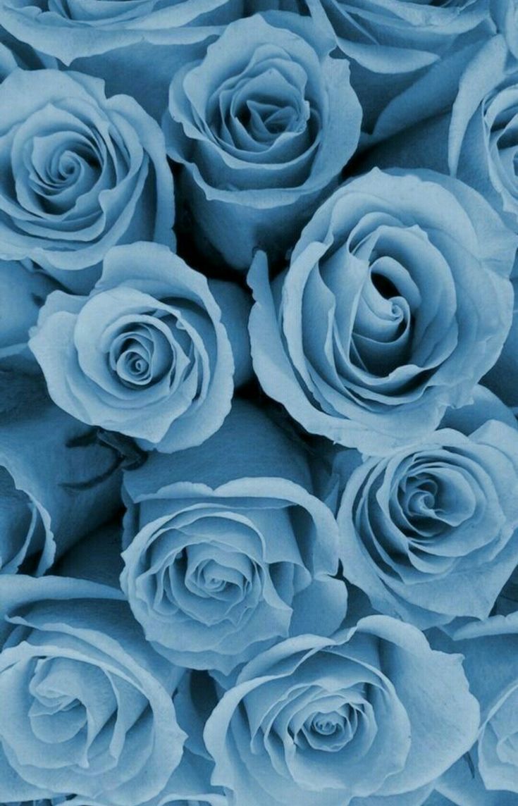  Blumen Blau Hintergrundbild 735x1144. Kübra on wallpaper. Blue roses wallpaper, Blue wallpaper iphone, Blue aesthetic pastel
