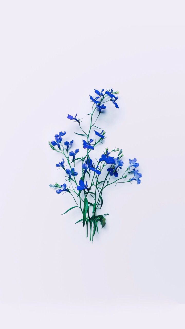  Blumen Blau Hintergrundbild 720x1280. Ciralism Themes. Blue flower wallpaper, Flower aesthetic, Ravenclaw aesthetic