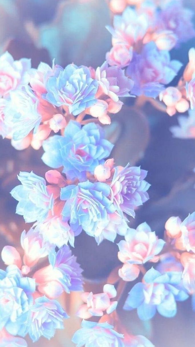  Blumen Blau Hintergrundbild 684x1215. purple pink and blue flowers, blurred background, floral phone wallpaper, happy spring image. Spring wallpaper, Blue flower wallpaper, Spring image