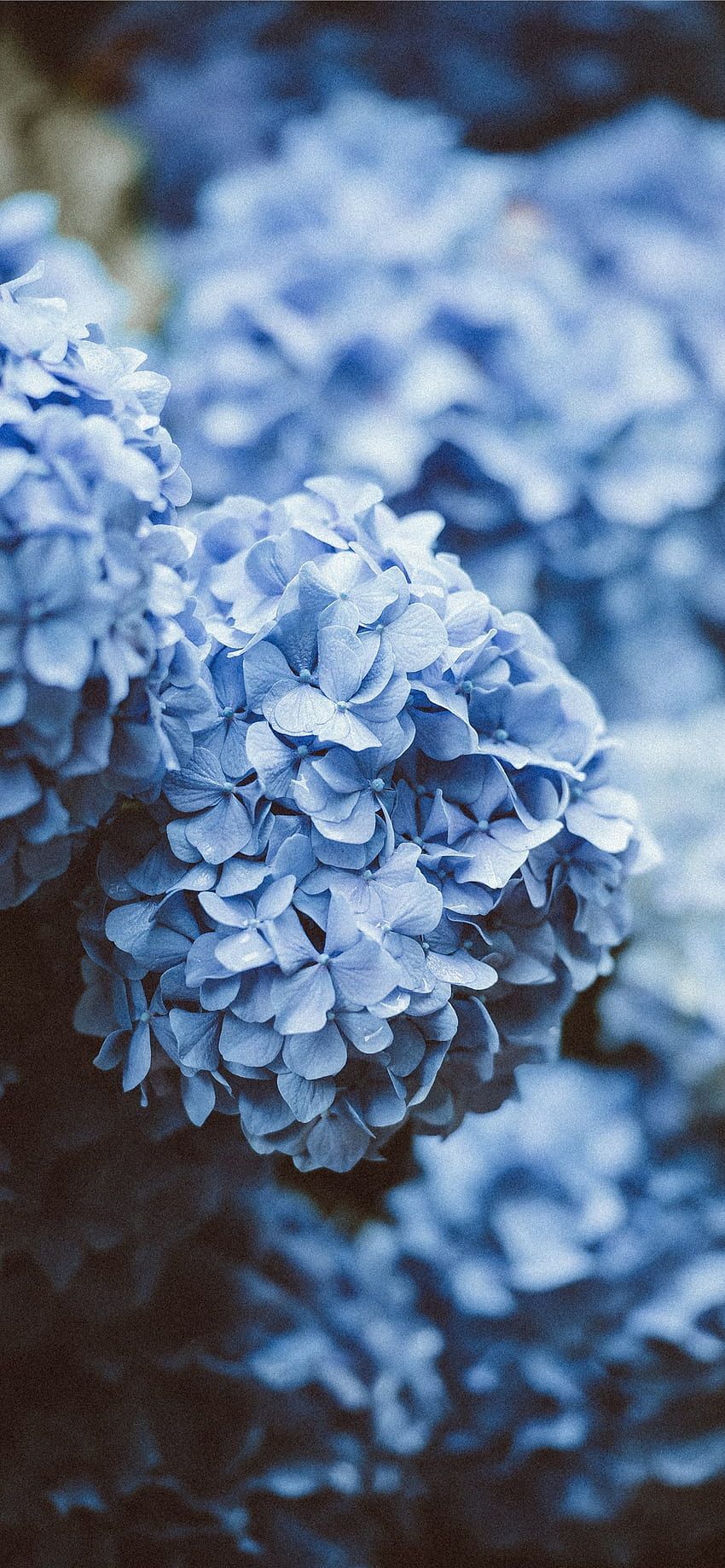  Blumen Blau Hintergrundbild 850x1839. Blaue Blumen IPhone Hellblaue Blume HD Handy Hintergrundbild
