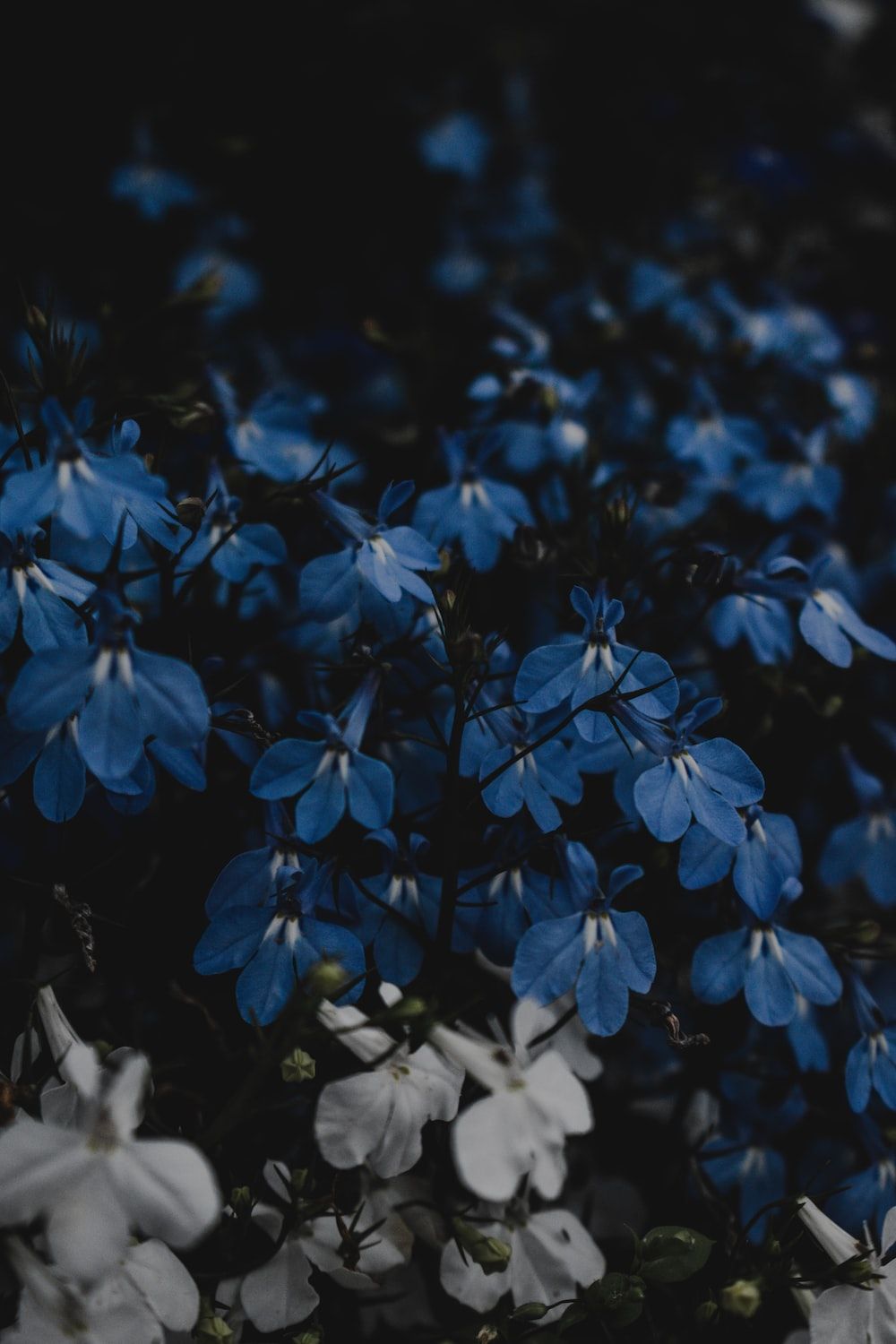  Blumen Blau Hintergrundbild 1000x1500. Foto zum Thema Ein Strauß blauer und weißer Blumen auf einem Feld