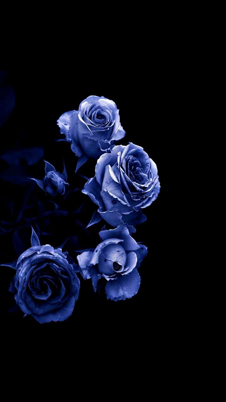  Blumen Blau Hintergrundbild 720x1280. กมลทิพย์ ทาดวงตา on morning 12. Blue roses wallpaper, Flower aesthetic, Sunflower wallpaper