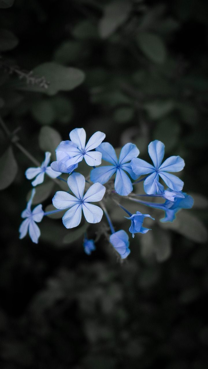  Blumen Blau Hintergrundbild 720x1280. Blumen Blaue Garten Foto auf Pixabay