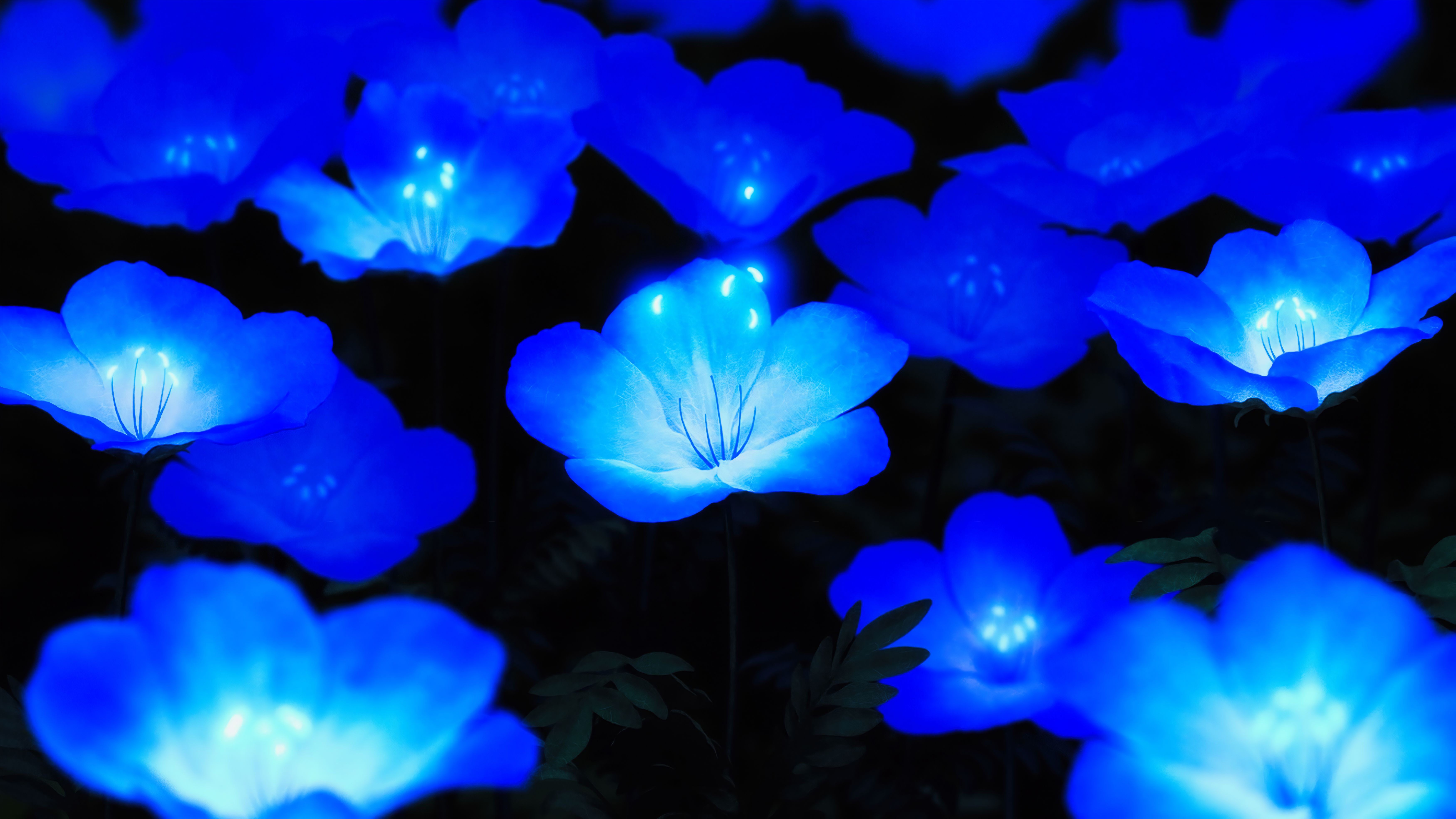  Blumen Blau Hintergrundbild 7000x3938. Kostenlose Hintergrundbilder Leuchtend Blaue Blumen, Blau, Azure, Natur, Blütenblatt, Bilder Für Ihren Desktop Und Fotos