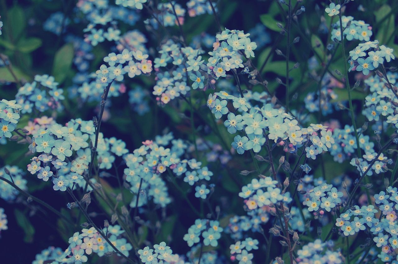  Blumen Blau Hintergrundbild 1280x851. Blue Aesthetic Flowers Wallpaper
