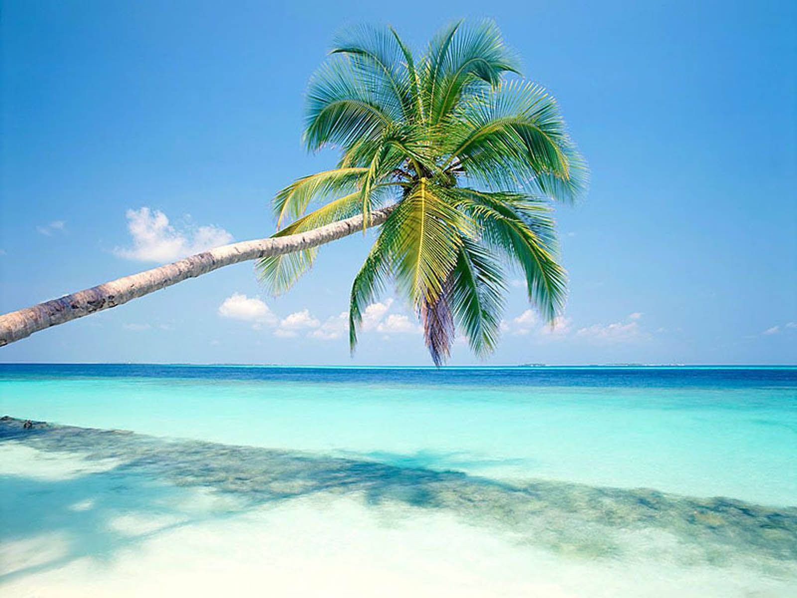  Strand Karibik Hintergrundbild 1600x1200. Palme Wallpaper KOSTENLOS