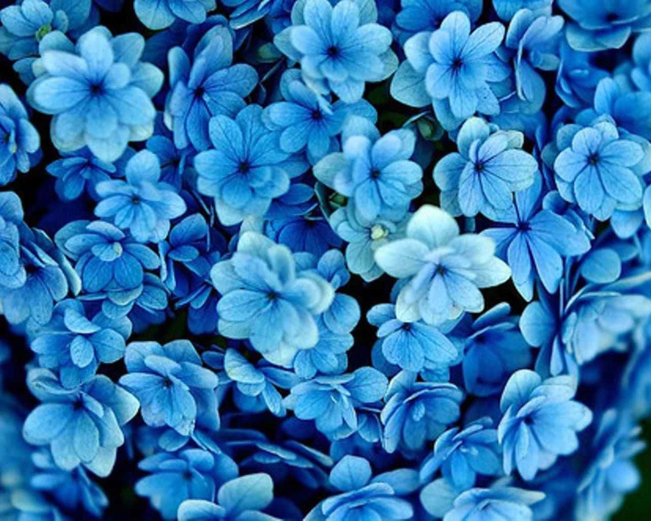  Blumen Blau Hintergrundbild 1280x1024. Blue Aesthetic Bilder