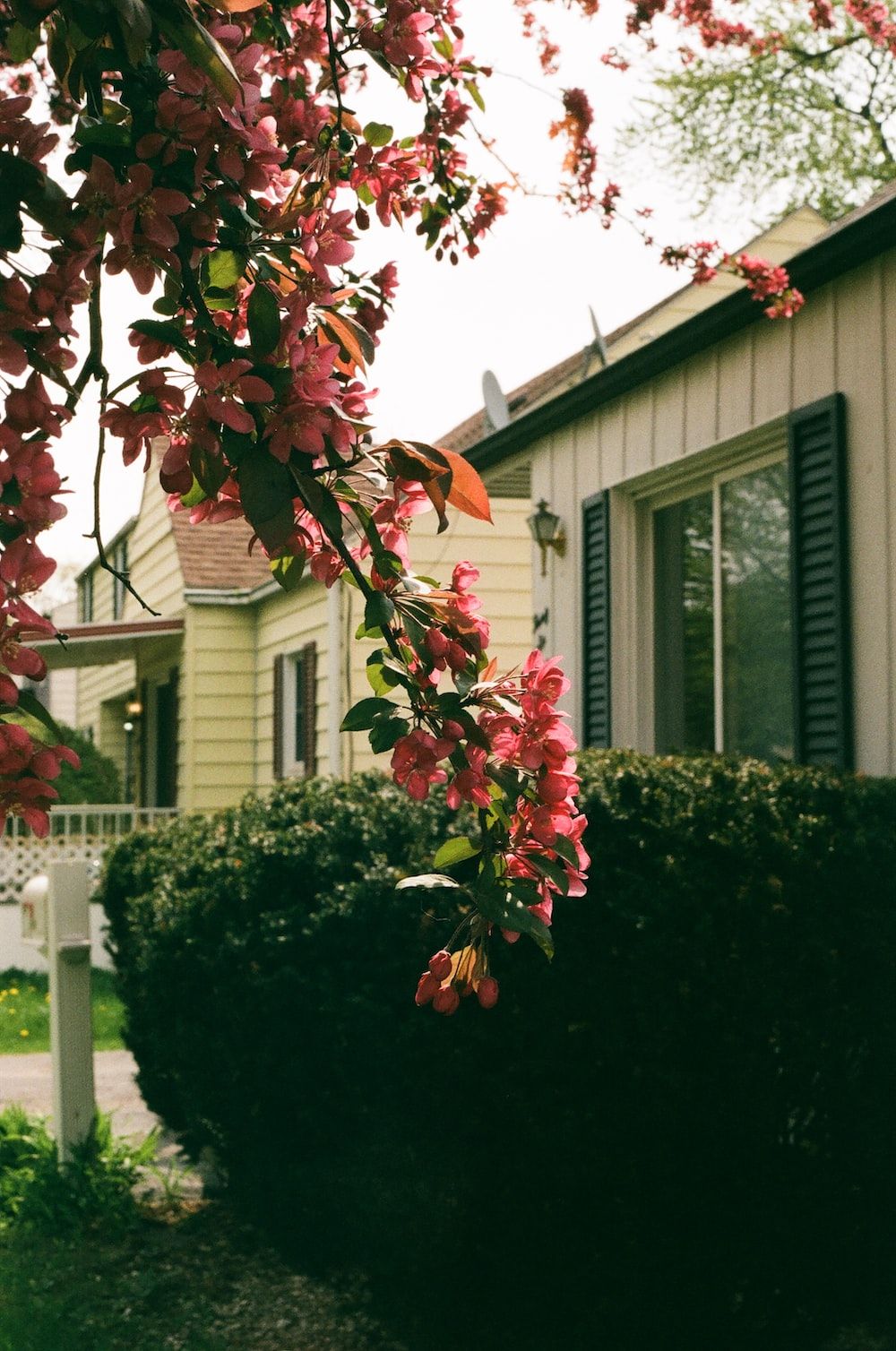  Haus Hintergrundbild 1000x1508. Foto zum Thema Ein Baum mit Blumen vor einem Haus