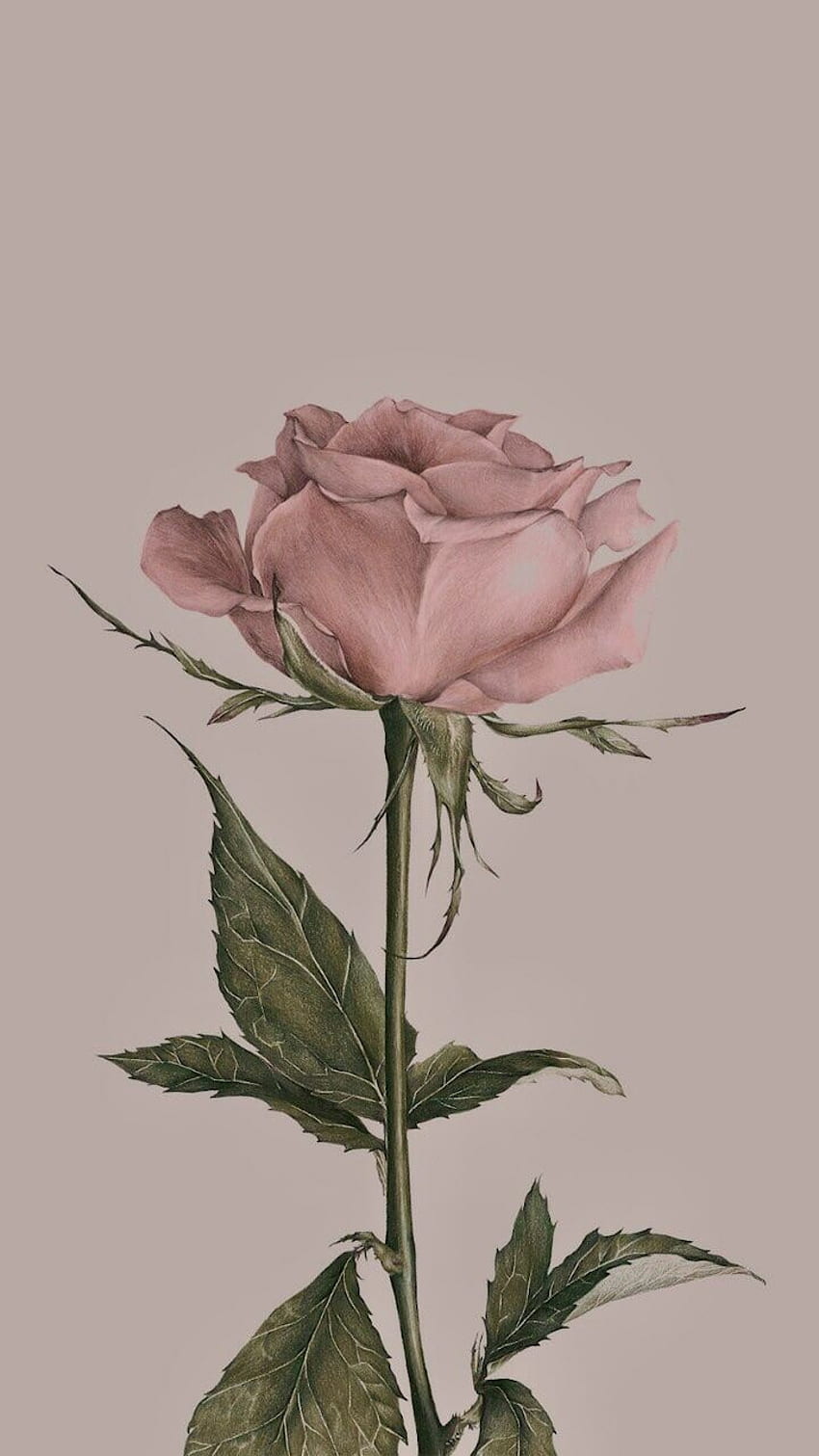  Rosa Rosen Hintergrundbild 850x1511. Cute rose aesthetic HD wallpaper