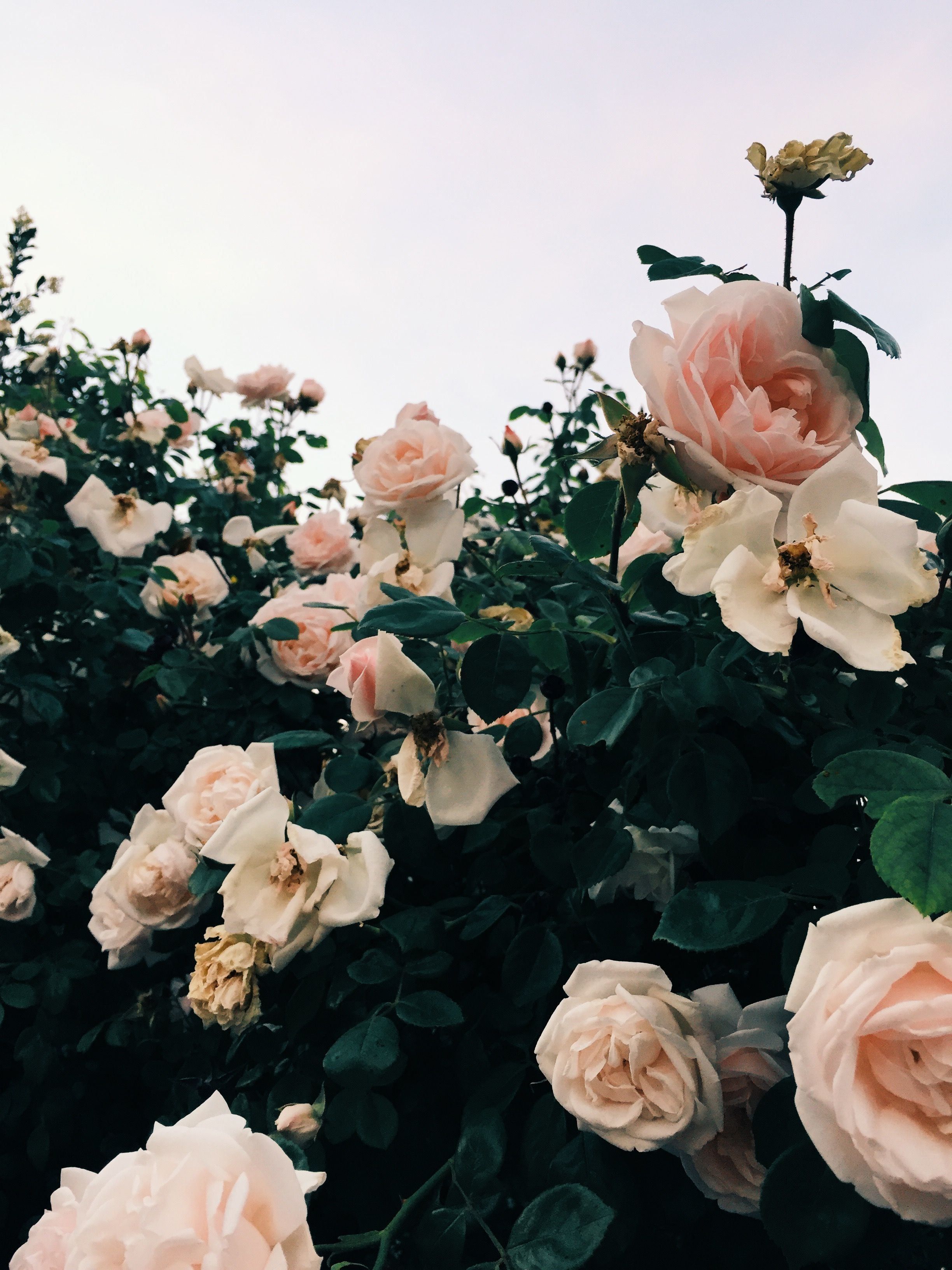  Rosa Rosen Hintergrundbild 2448x3264. follow me on Insta // pink roses, garden roses, wild roses, pink roses aesthetic, pink roses ae. Photo wall collage, Picture collage wall, Pink roses