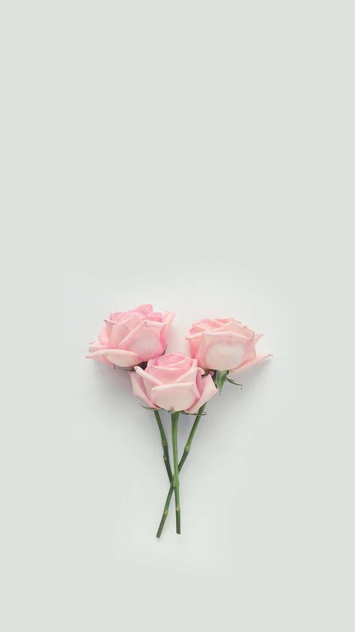  Rosa Rosen Hintergrundbild 720x1280. Wallpaper..#wallpaperideas. Floral wallpaper, Rose wallpaper, Pink wallpaper