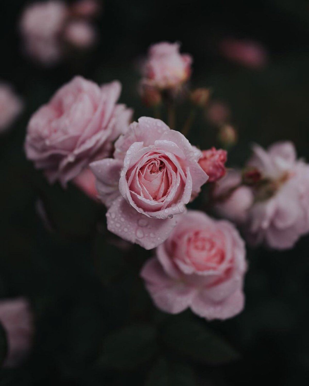  Rosa Rosen Hintergrundbild 1200x1500. Rose Aesthetic. Pink Adorable Flower Wallpaper Download