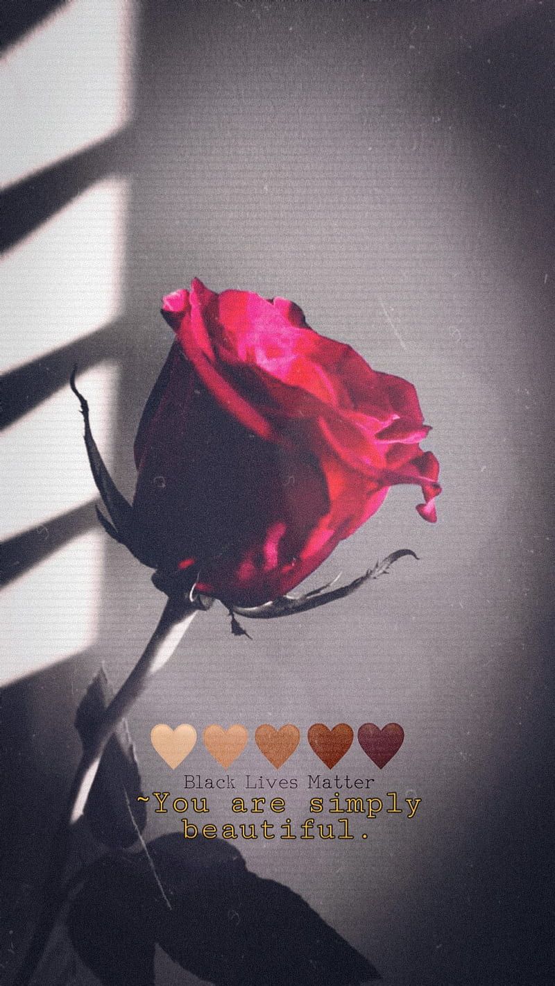  Rosa Rosen Hintergrundbild 800x1420. HD red roses aesthetic wallpaper