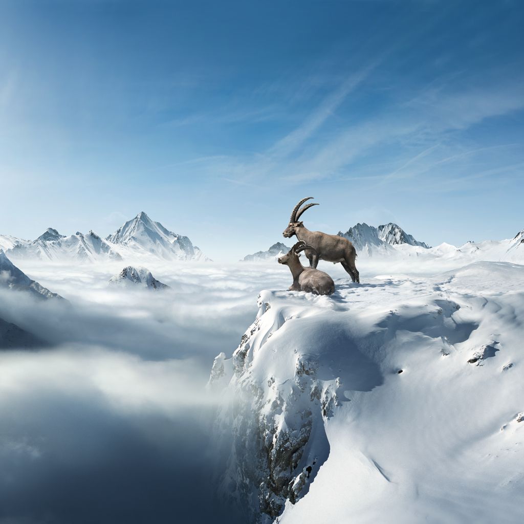  Schweiz Hintergrundbild 1024x1024. Steinböcke Gian und Giachen. Graubünden Ferien